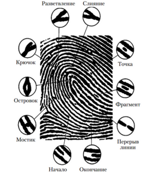 Рис. 2. Частные признаки папиллярных узоров