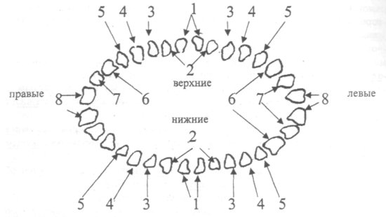 Строение зуба фото с описанием